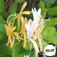 Honeysuckle Fragrance Oil