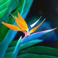 Birds of Paradise Fragrance Oil