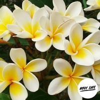 Frangipani Fragrance Oil