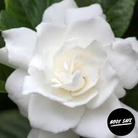 Gardenia Fragrance Oil